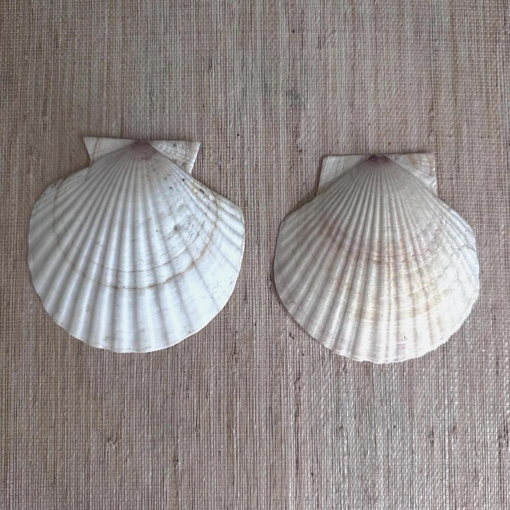 Vintage Pair Natural Scallop Seashells Coastal Cottage Decor